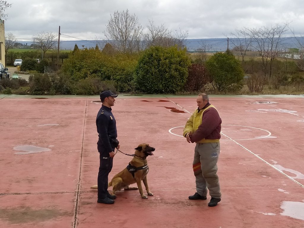 Gente en exhibición guías caninos