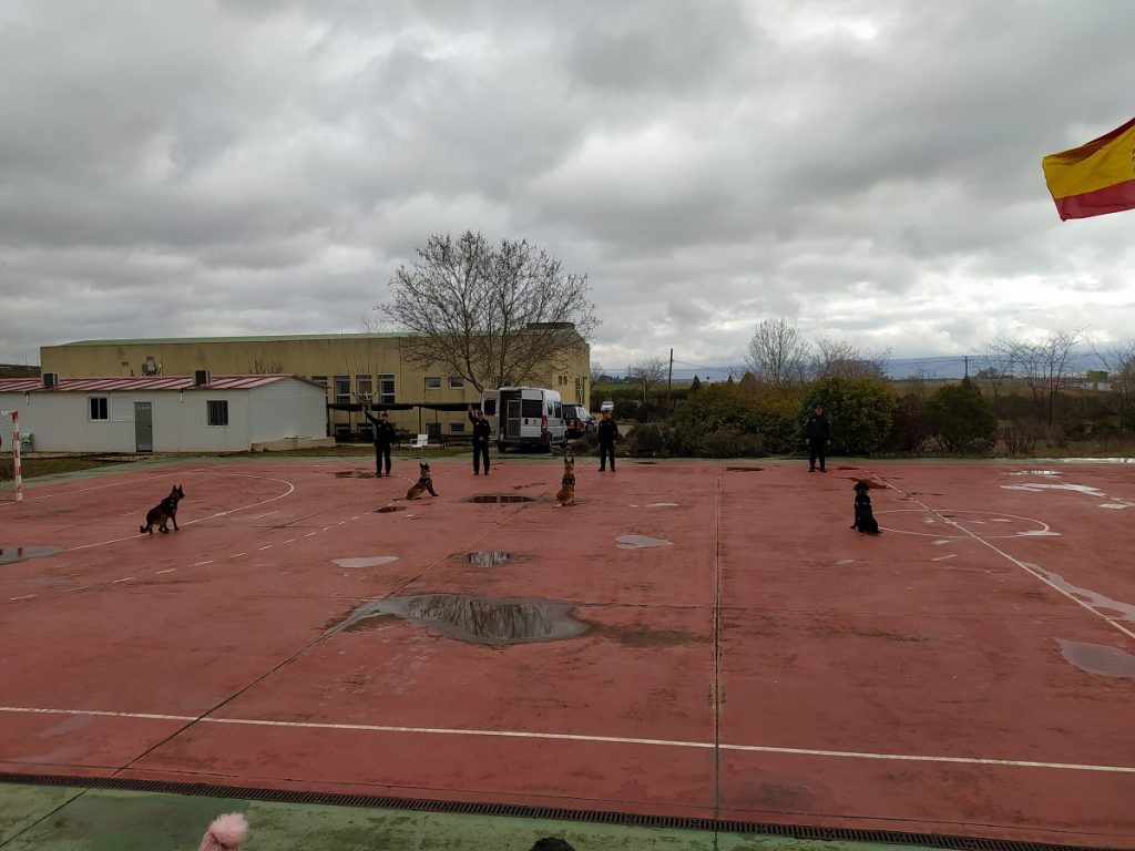 Gente en exhibición guías caninos