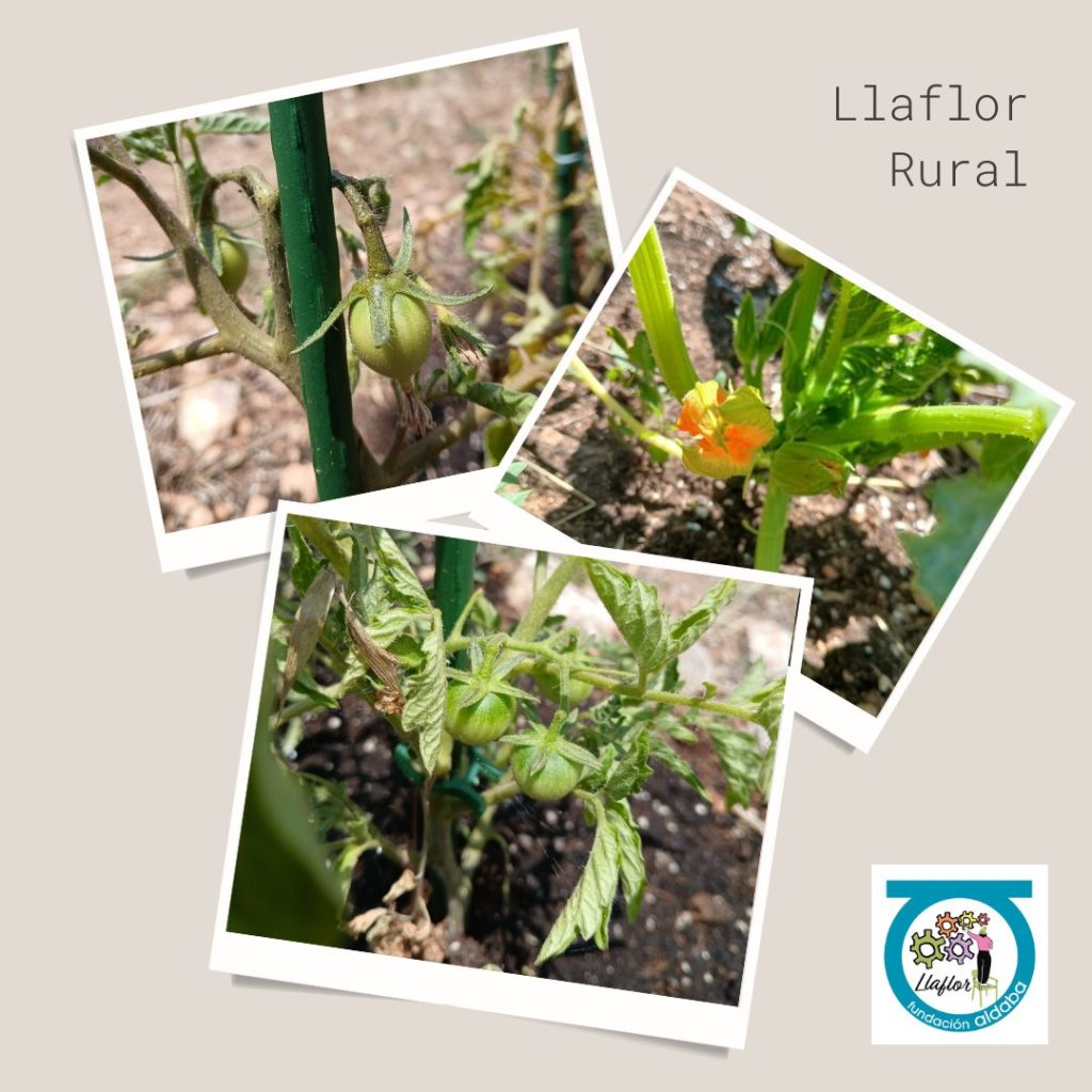 Fotos de plantas
