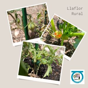 Fotos de plantas