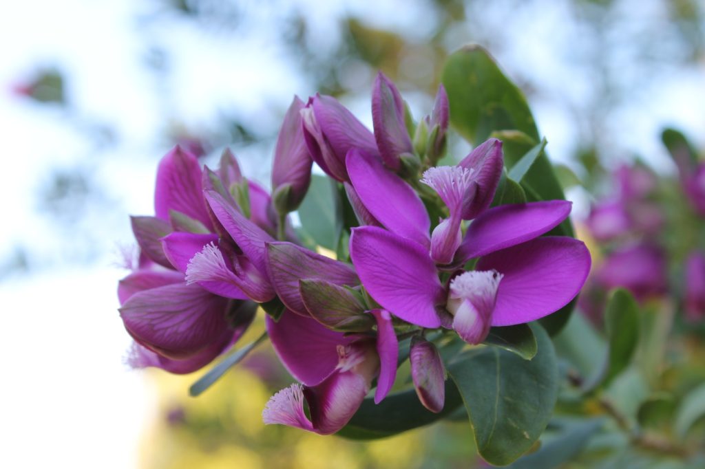 Foto de una planta morada