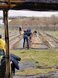 Voluntarios haciendo labores en el huerto