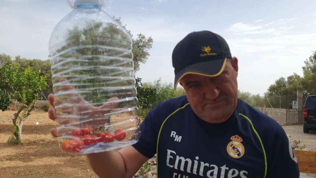 Persona enseñando tomates sembrados