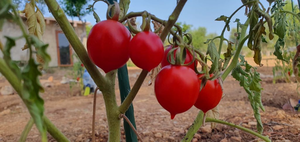Tomates