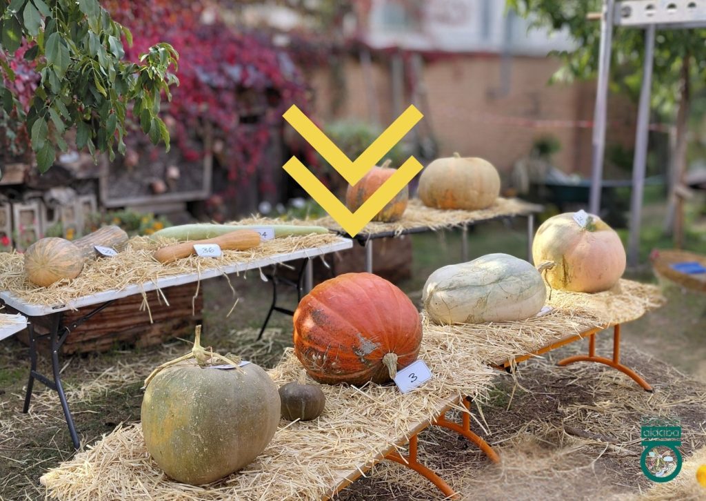 Foto de calabazas