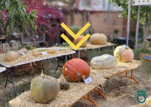 Foto de calabazas